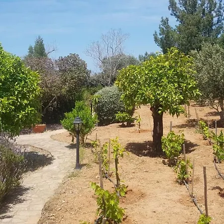 Anthos In Tepebasi Myrtou
