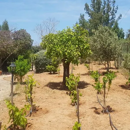 Anthos In Tepebasi Myrtou